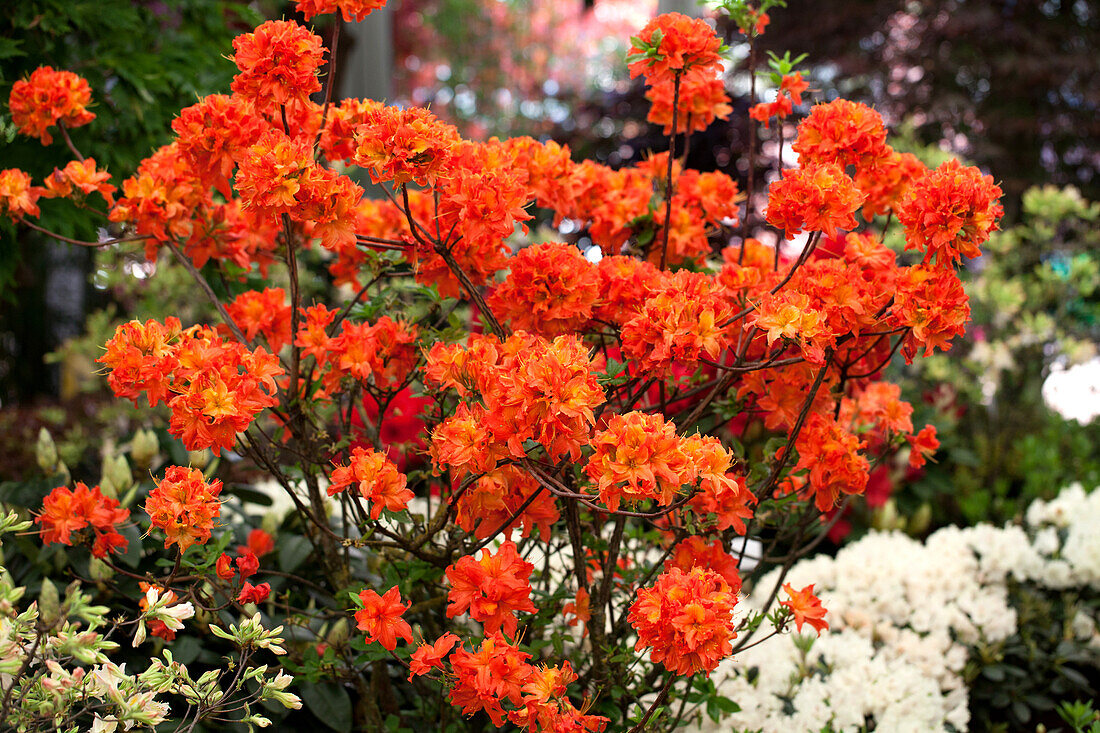 Rhododendron luteum 'Robert Koch'