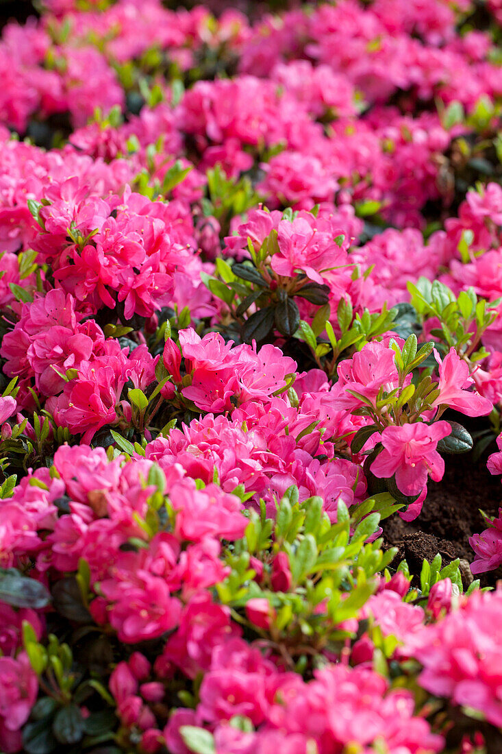 Rhododendron obtusum 'Canzonetta'