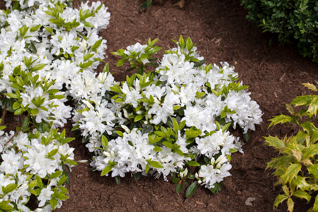 Rhododendron obtusum 'Patricia Barmold'