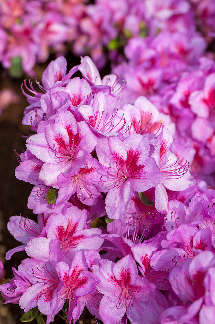 Rhododendron obtusum 'Peppina'®