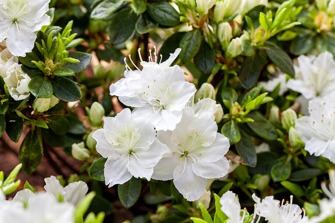 Rhododendron obtusum 'Schneewittchen'