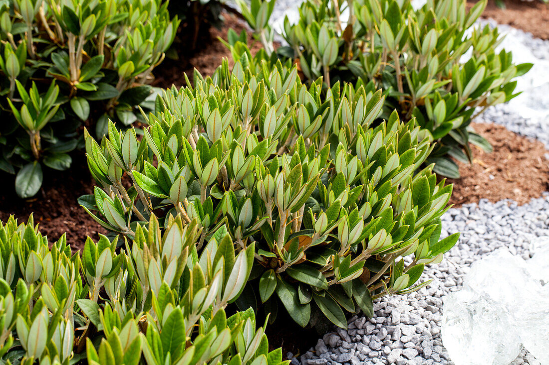 Rhododendron 'Honigduft'