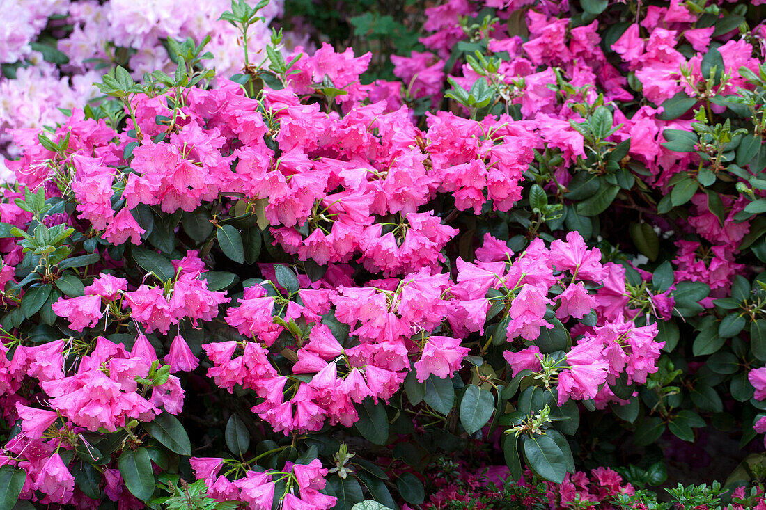 Rhododendron williamsianum 'August Lamken'