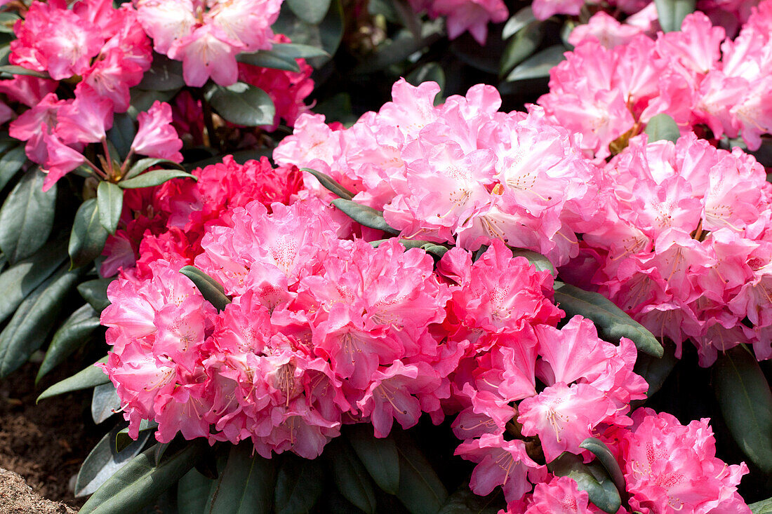 Rhododendron yakushimanum 'Anuschka'