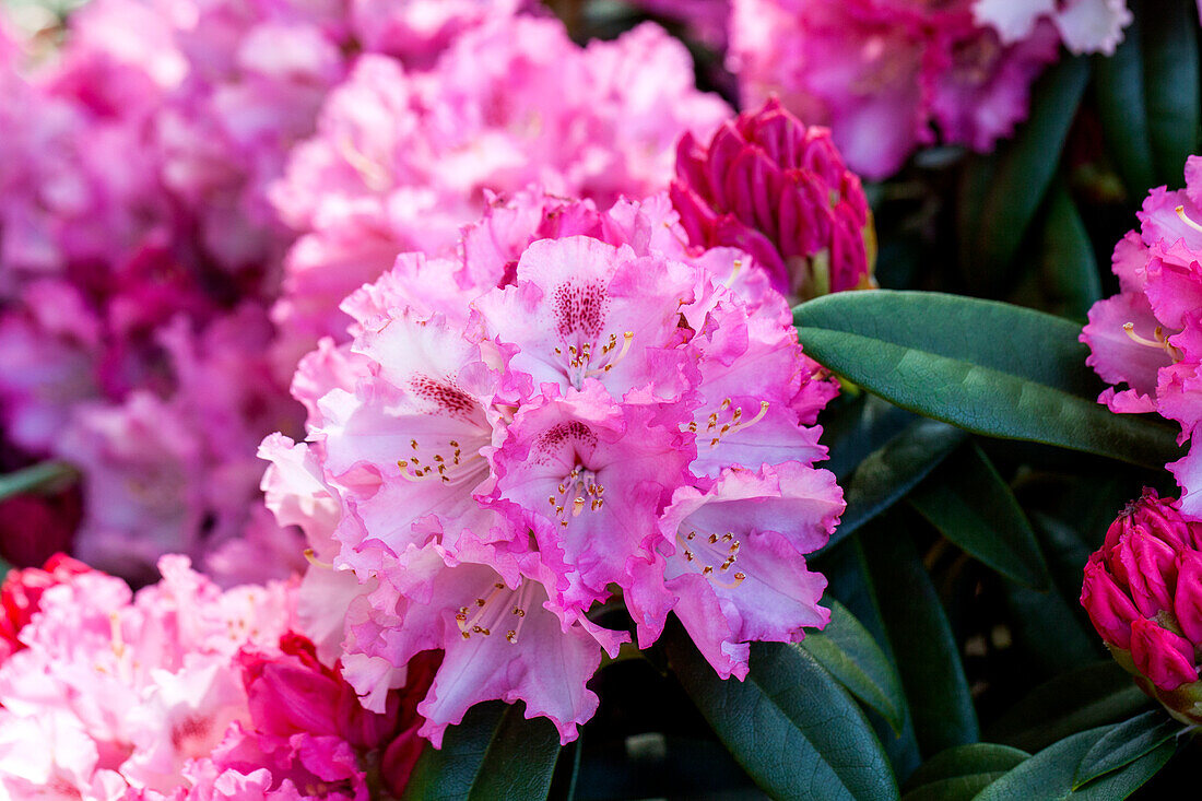 Rhododendron yakushimanum 'Arabella'