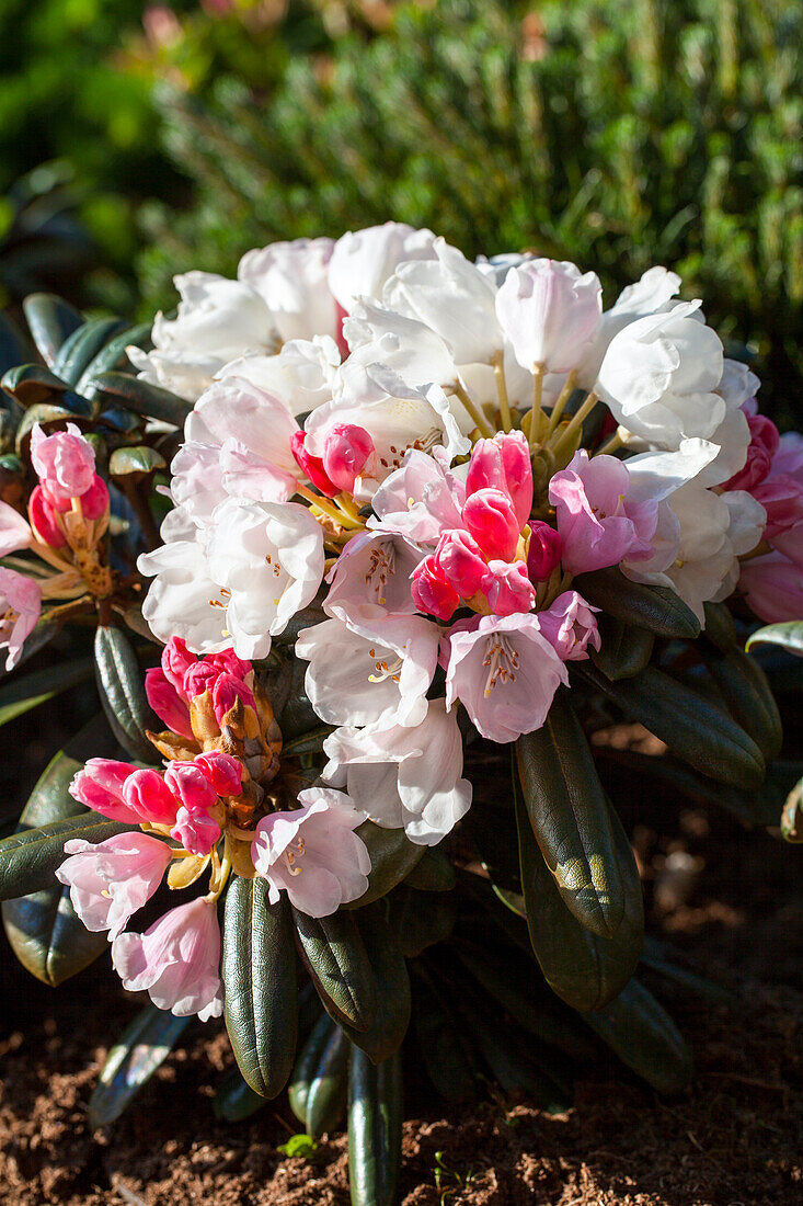 Rhododendron yakushimanum 'Edelweiß'