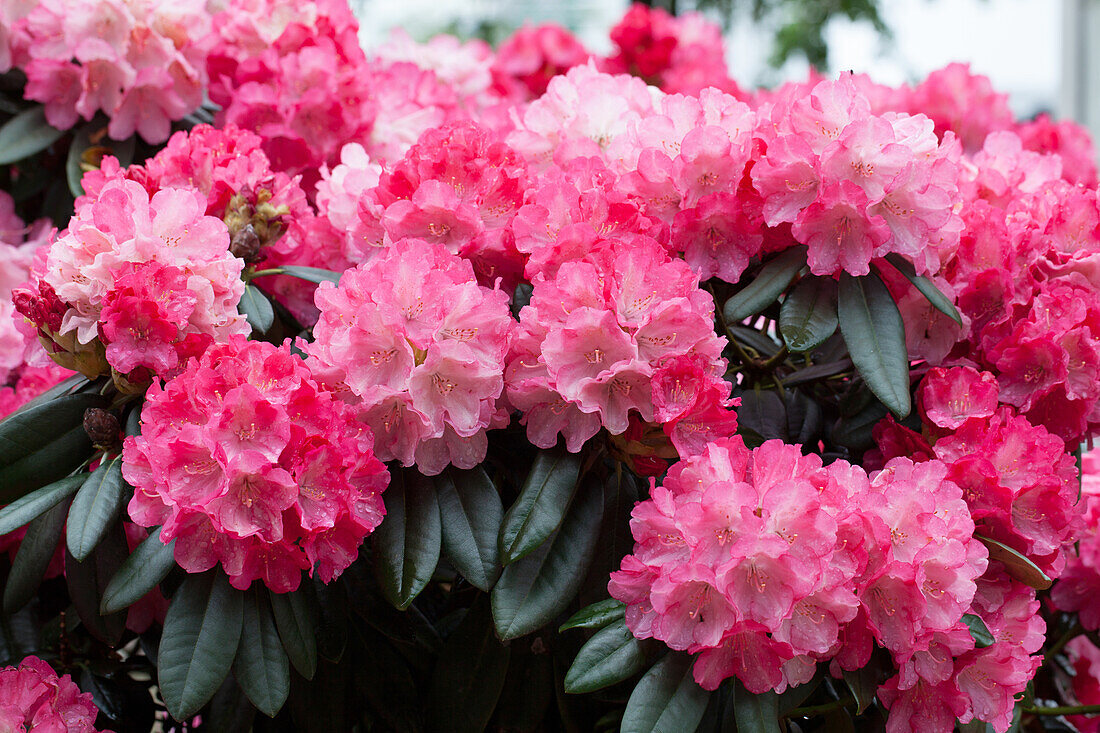 Rhododendron yakushimanum 'Fantastica