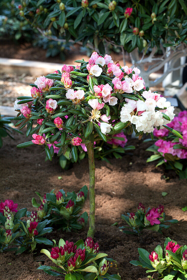 Rhododendron yakushimanum 'Koichiro Wada'