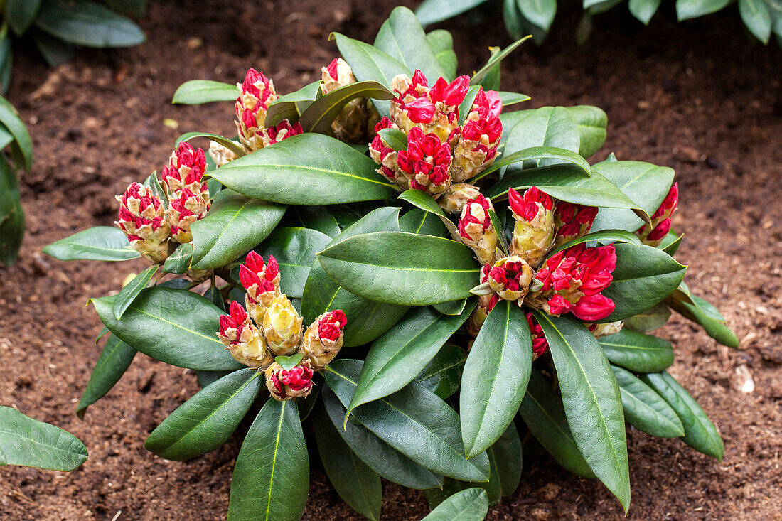 Rhododendron yakushimanum 'Morning Red'
