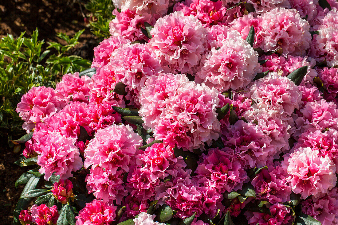 Rhododendron yakushimanum