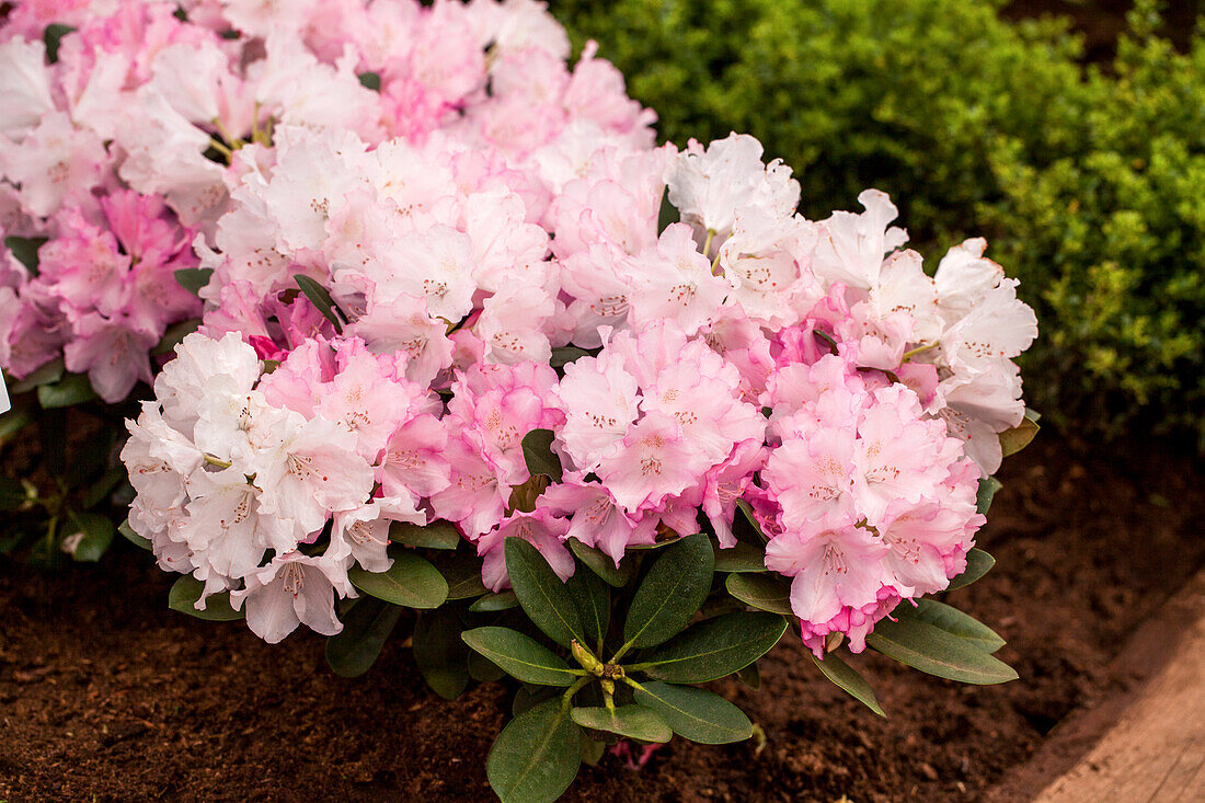 Rhododendron yakushimanum 'Silberwolke'