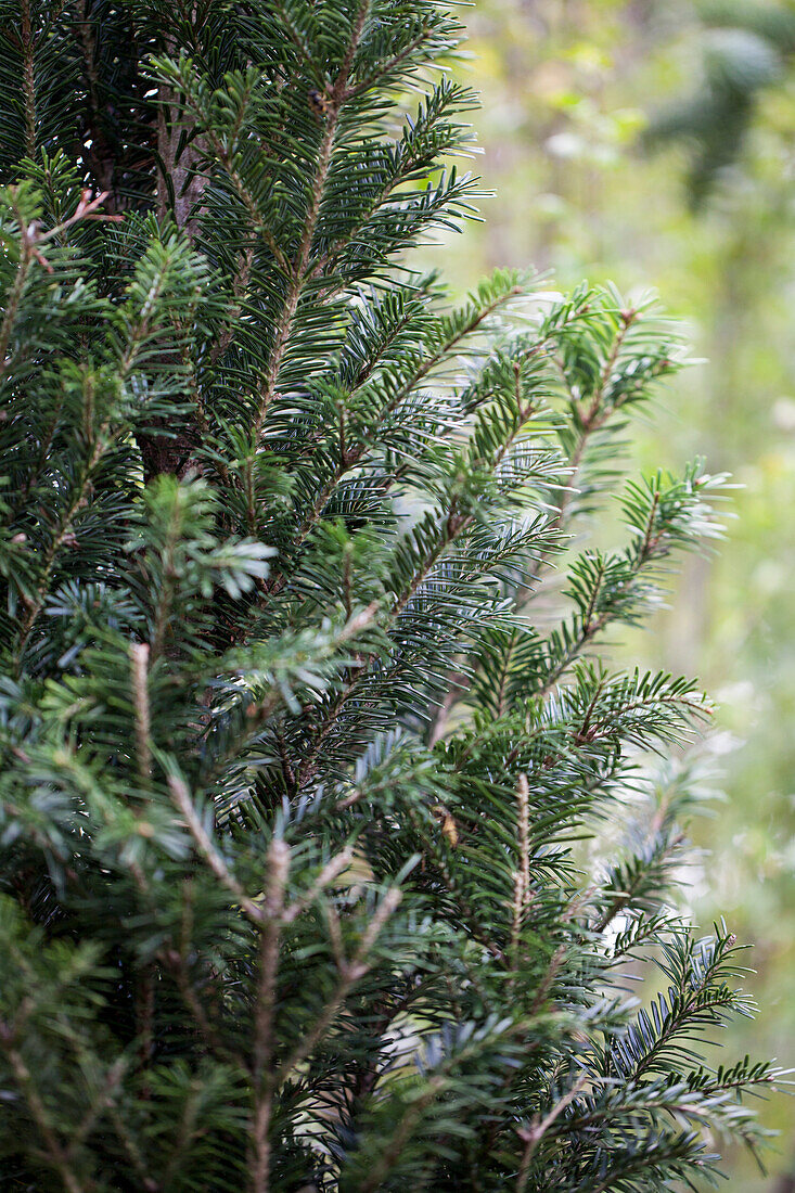 Abies alba 'Pyramidalis'