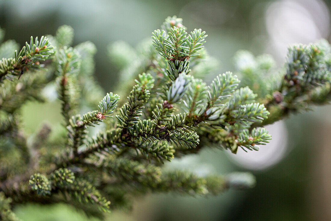 Abies koreana Brevifolia