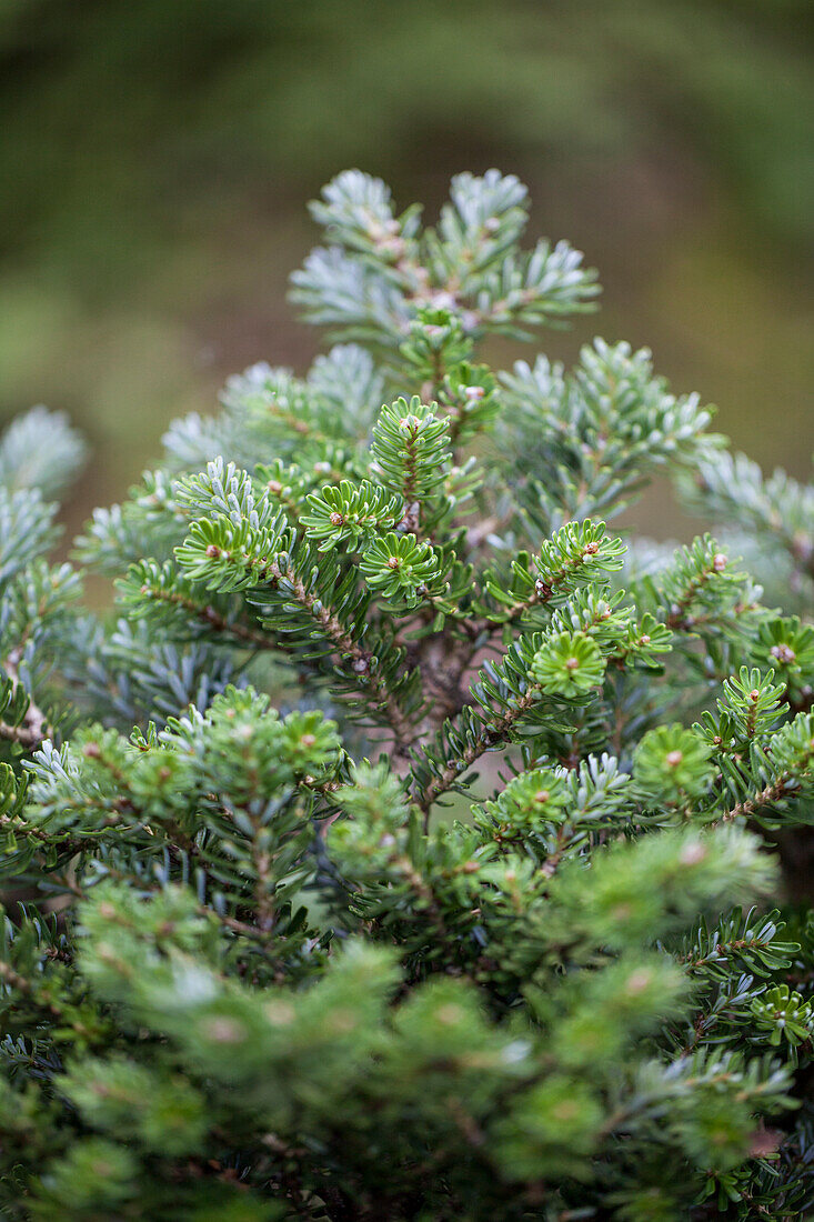 Abies koreana 'Silberperl'