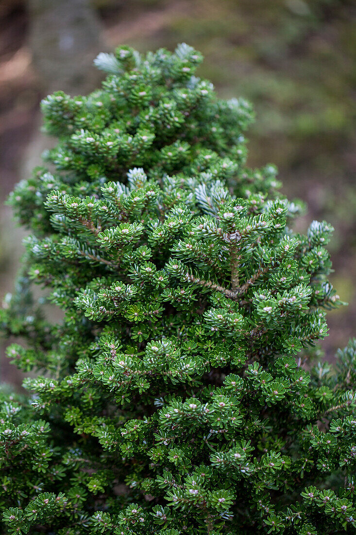 Abies koreana 'Silver Dwarf