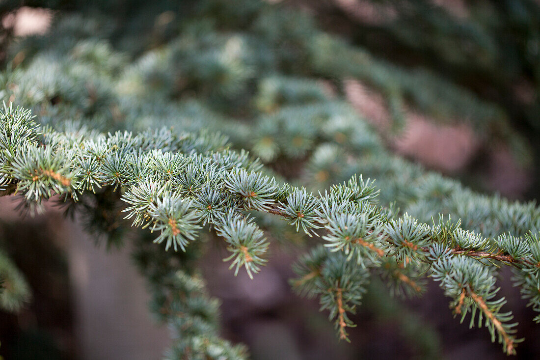 Cedrus brevifolia 'Glauca Nana