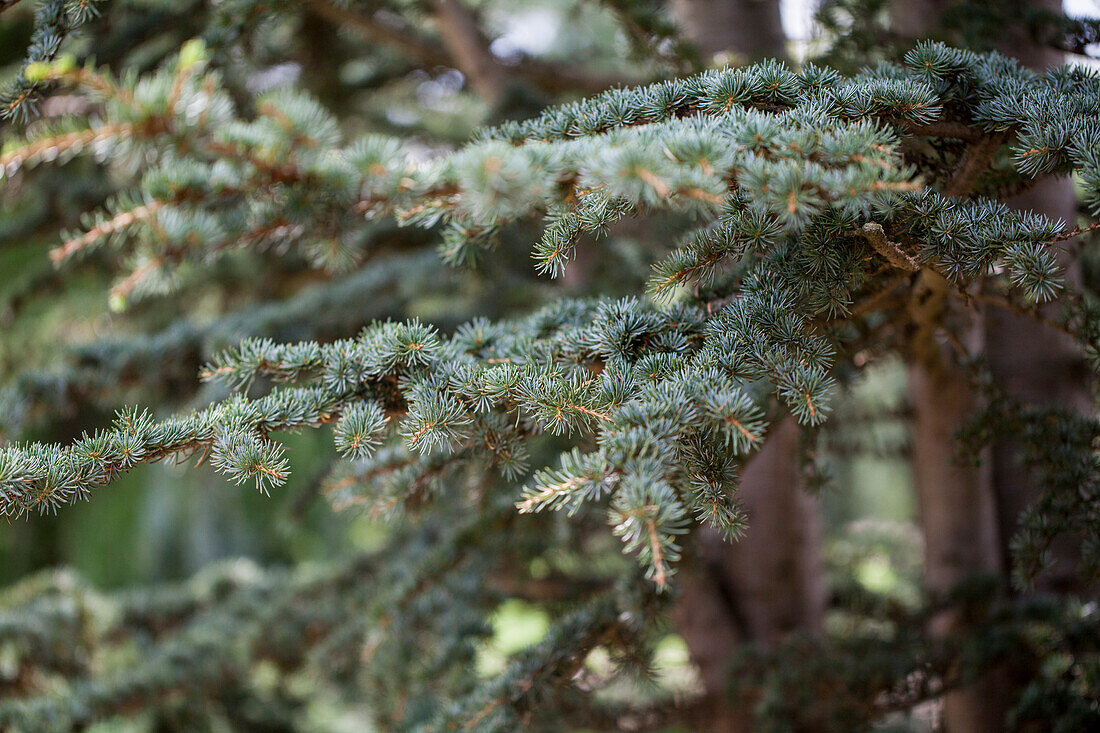 Cedrus deodara 'Nana'