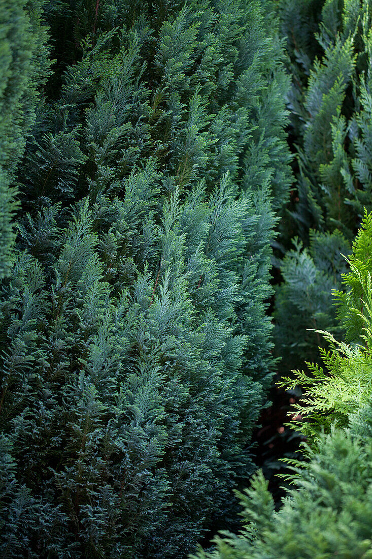 Chamaecyparis lawsoniana 'Ellwoodii'