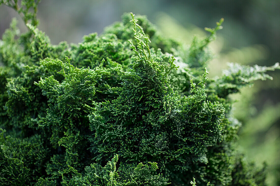 Chamaecyparis obtusa 'Bess'