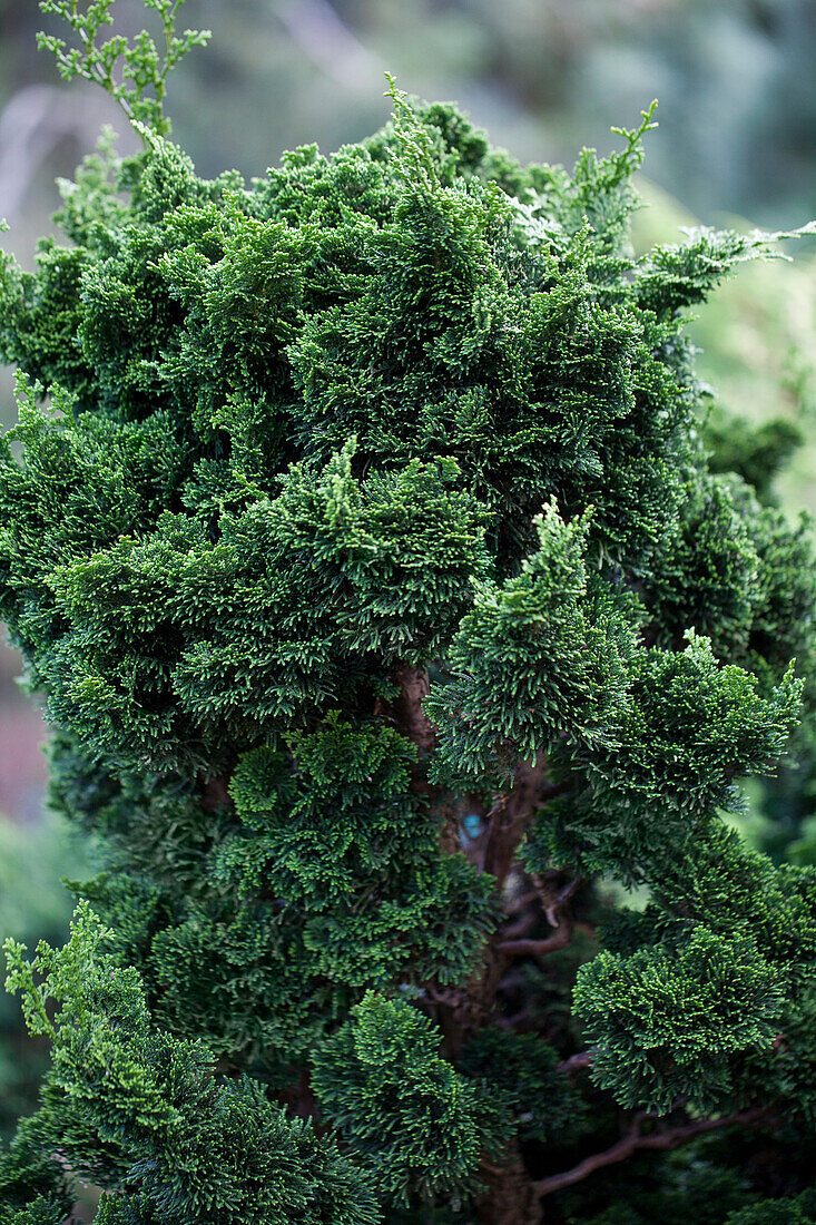 Chamaecyparis obtusa 'Bess'