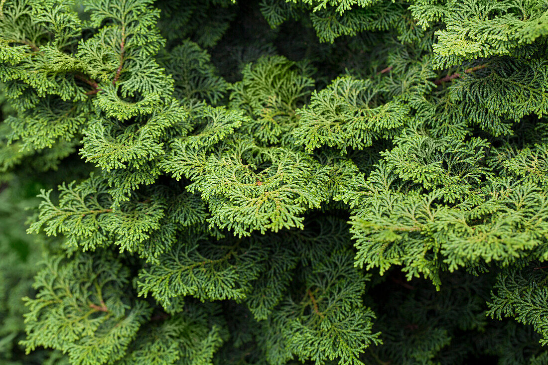 Chamaecyparis obtusa 'Kosteri'