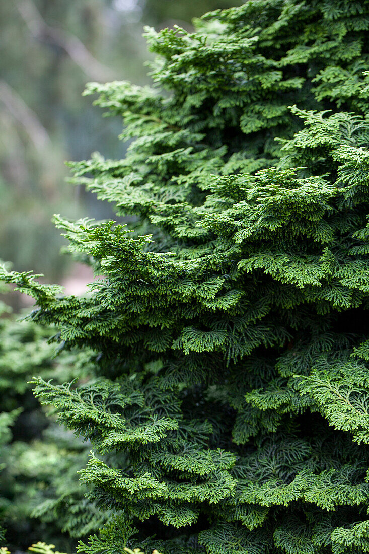 Chamaecyparis obtusa 'Kosteri'