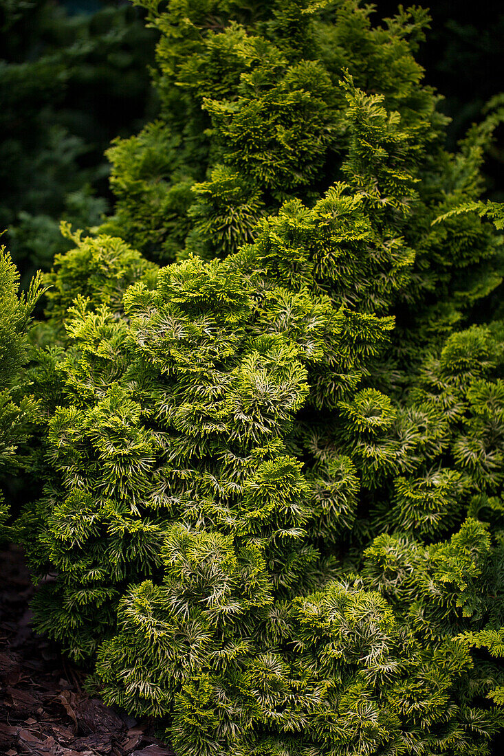 Chamaecyparis obtusa 'Nana Lutea'