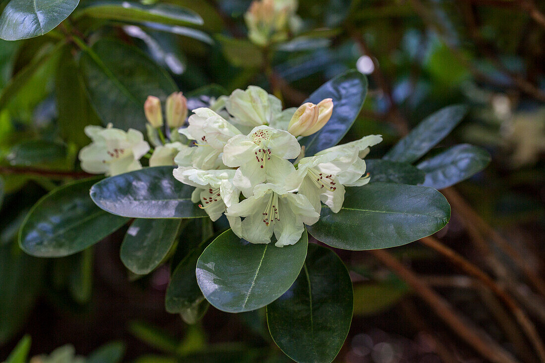 Rhododendron 'Marina
