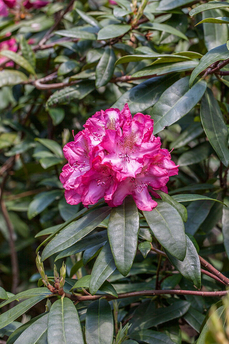 Rhododendron Hybride 'Mrs. John Penn'