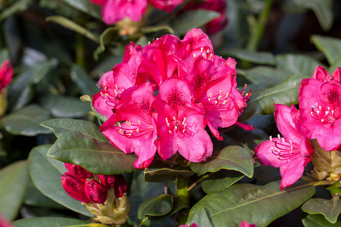 Rhododendron Hybride 'Nova Zembla'