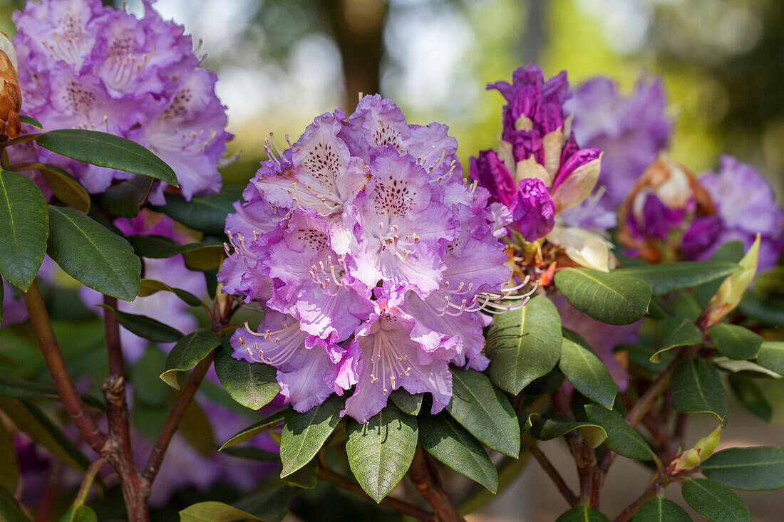 Rhododendron hybrid 'Ortrud