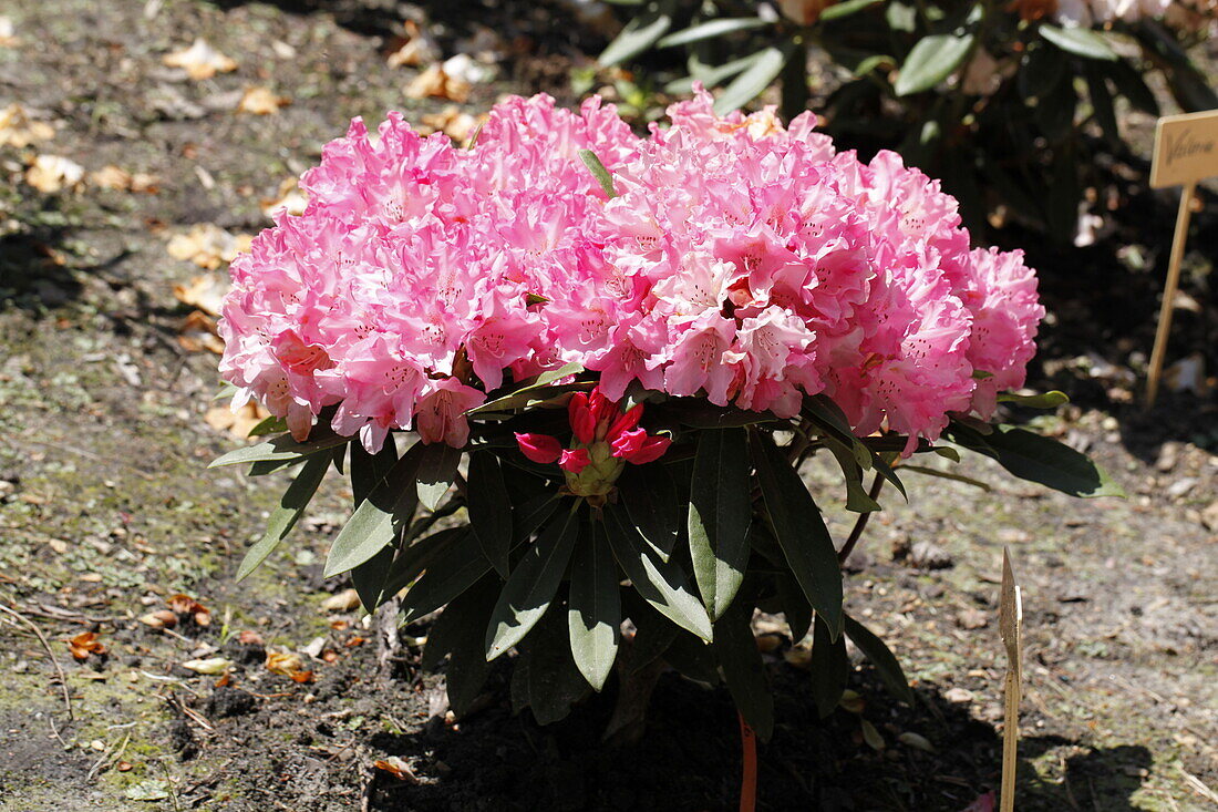 Rhododendron yakushimanum 'Pink Cherub'