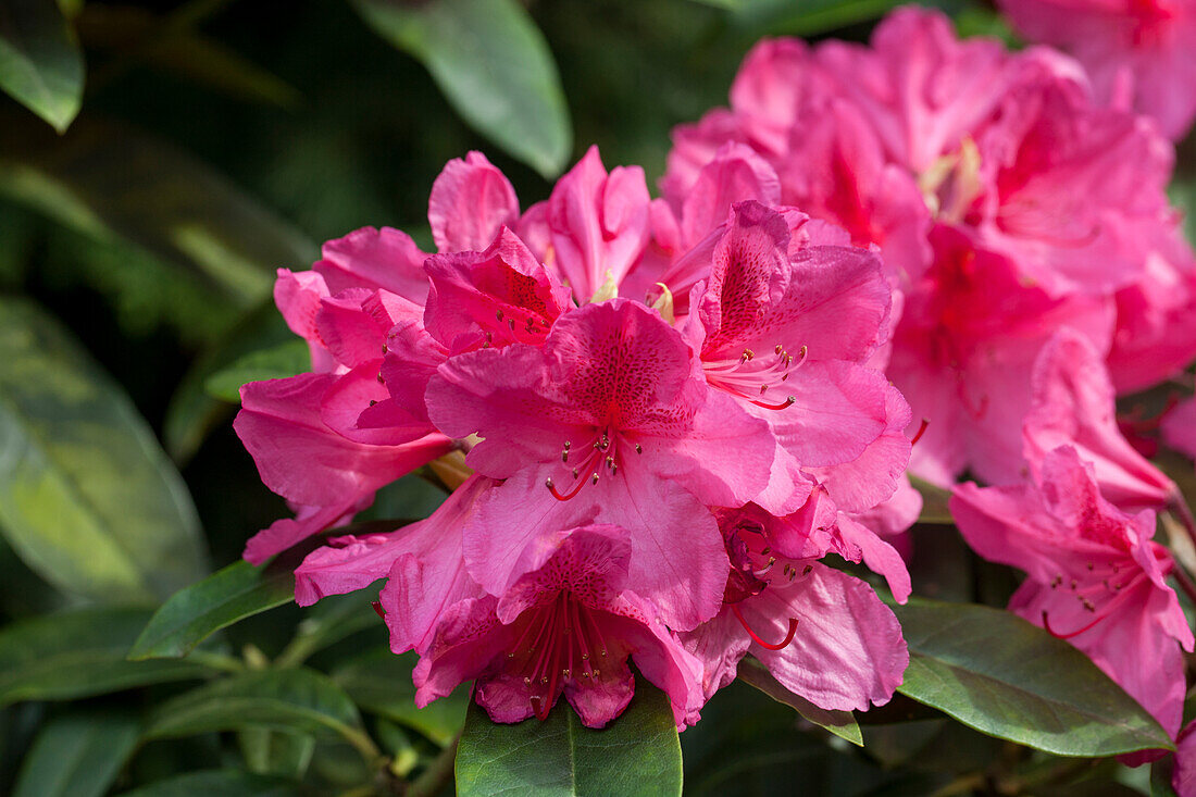 Rhododendron hybrid 'Pink Highlight