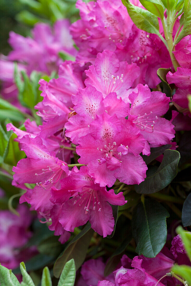 Rhododendron hybrid 'Plush