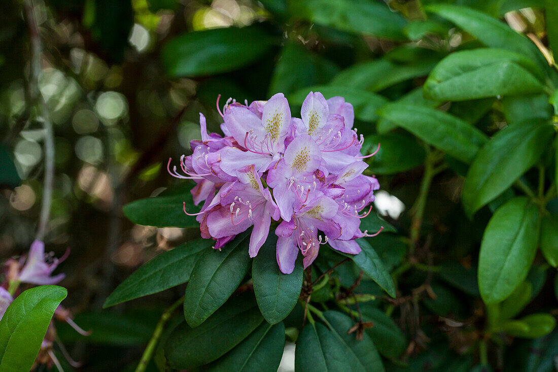 Rhododendron Hybride 'President Lincoln'