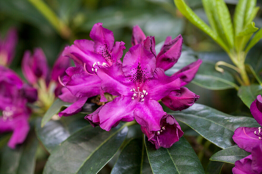 Rhododendron hybrid 'Purple Emperor