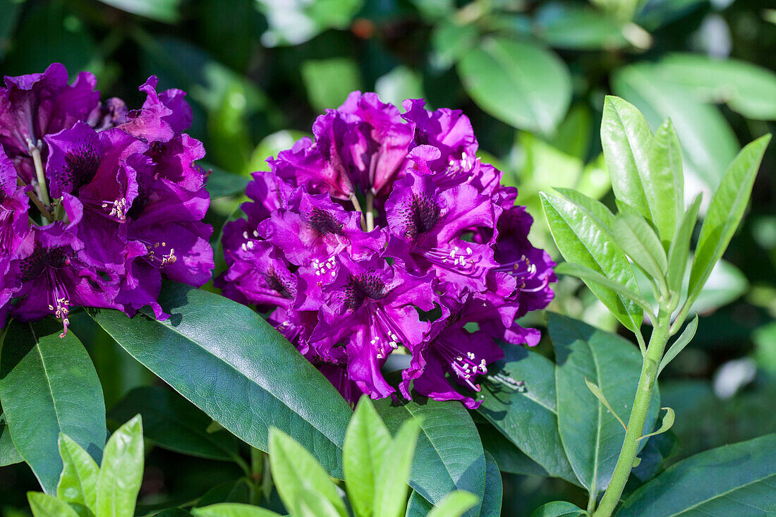 Rhododendron hybrid 'Purple Splendour