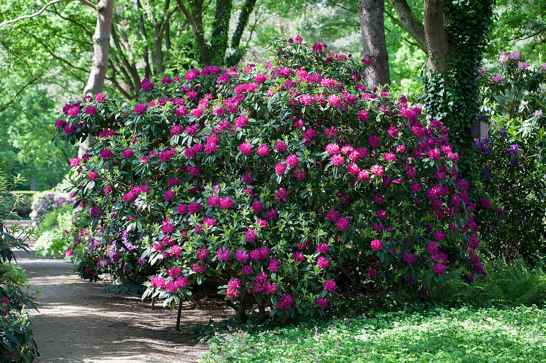 Rhododendron hybrid 'Quendel