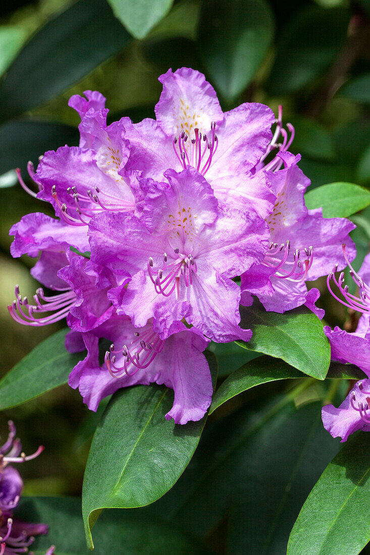 Rhododendron hybrid 'Querele