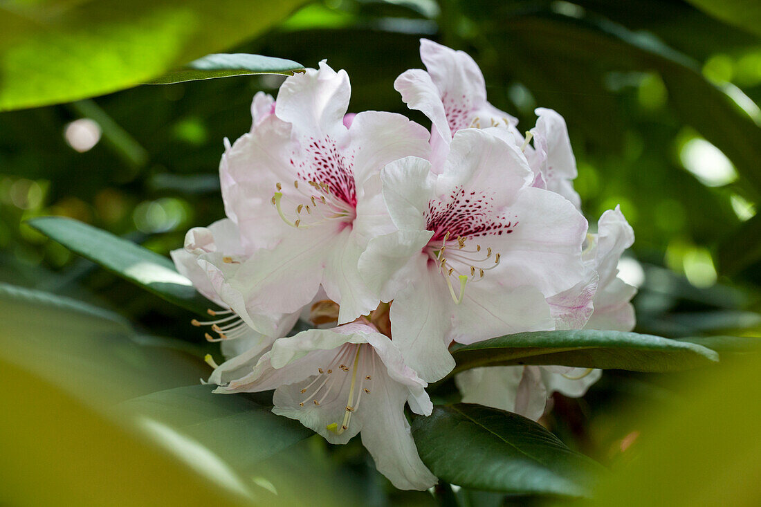 Rhododendron obtusum 'Schneewittchen'