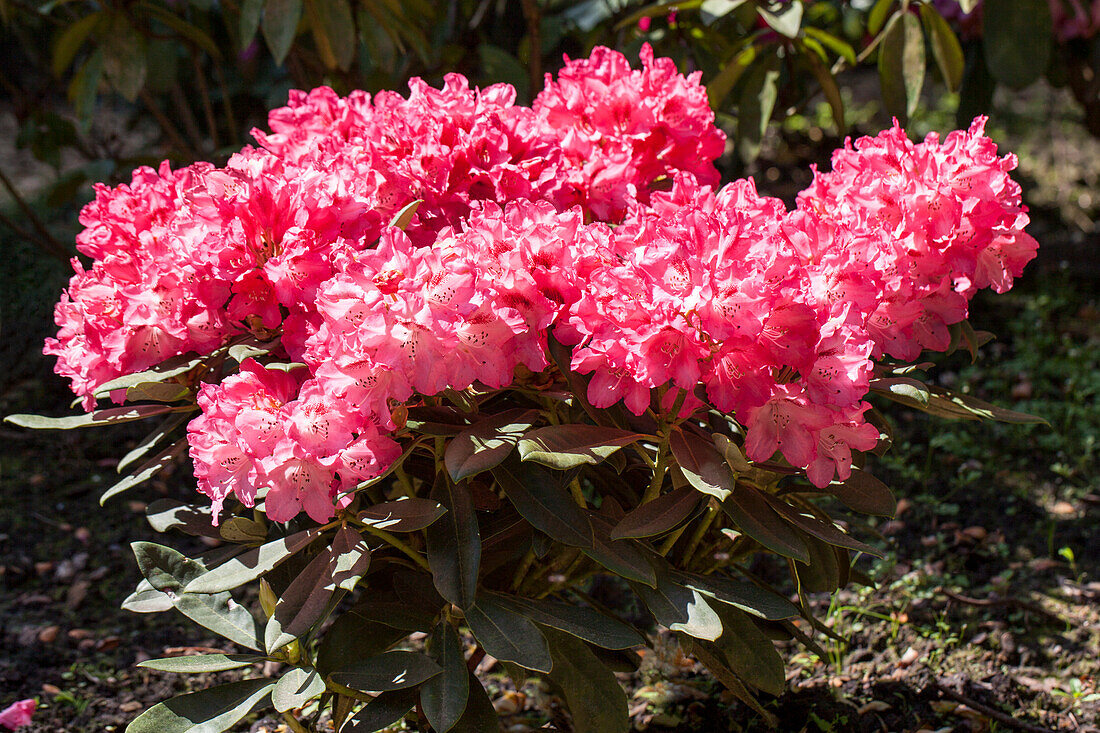 Rhododendron yakushimanum 'Sneezy'