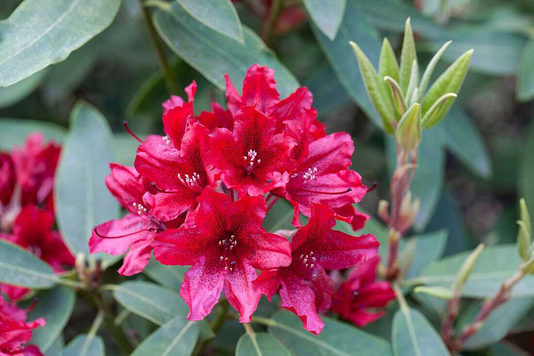 Rhododendron Hybride 'Taragona'