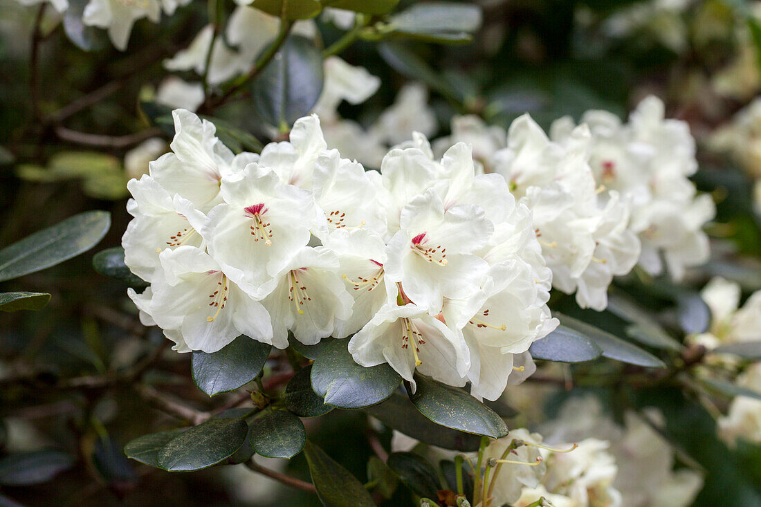 Rhododendron Hybride 'Trompenburg'