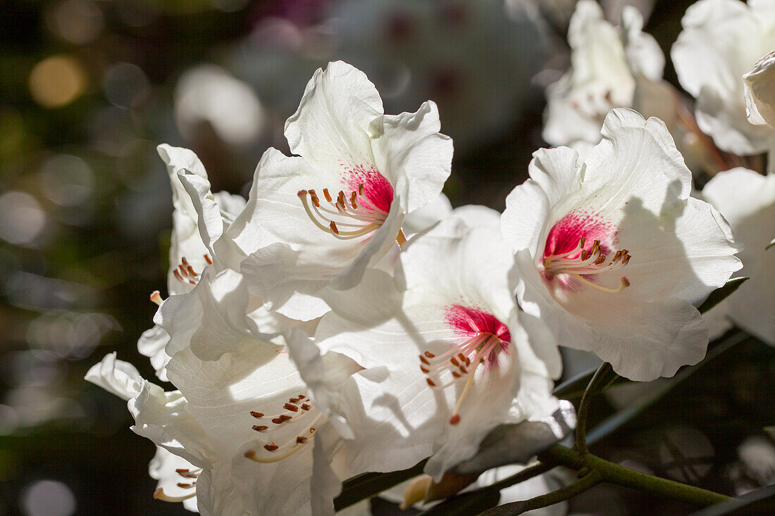 Rhododendron 'Hachmann's Picobello'®