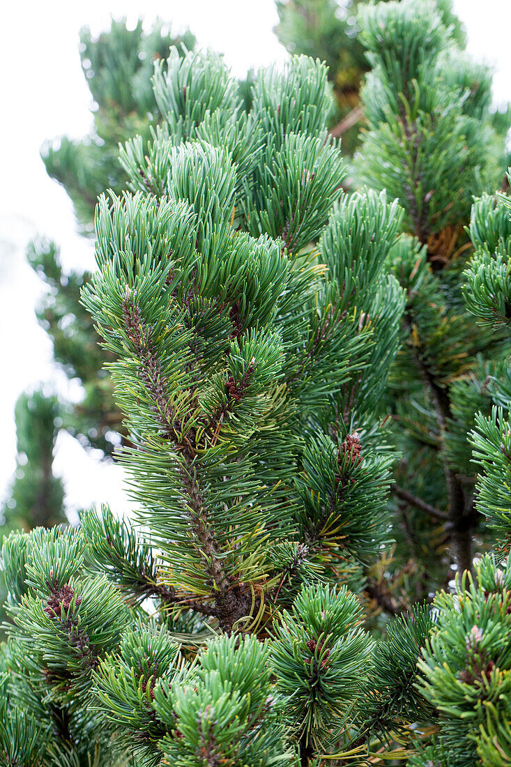 Pinus mugo 'Picobello'