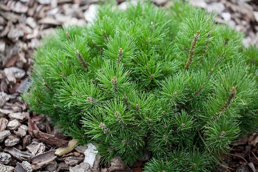 Pinus mugo var. mughus