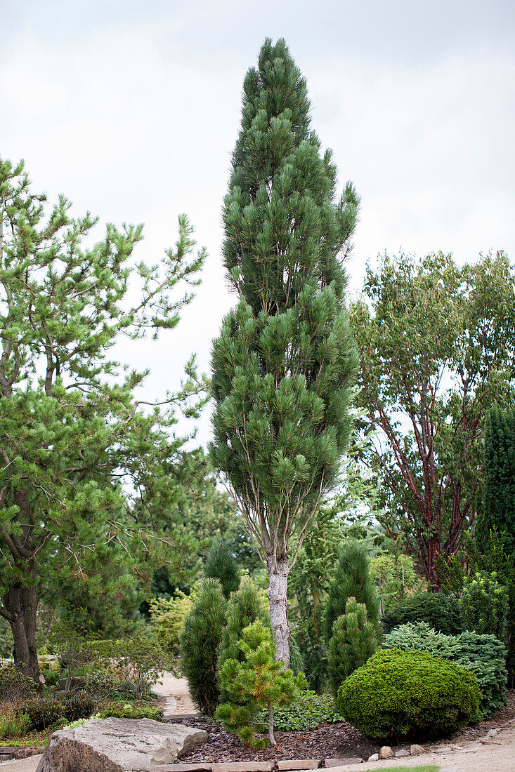 Pinus nigra 'Obelisk'