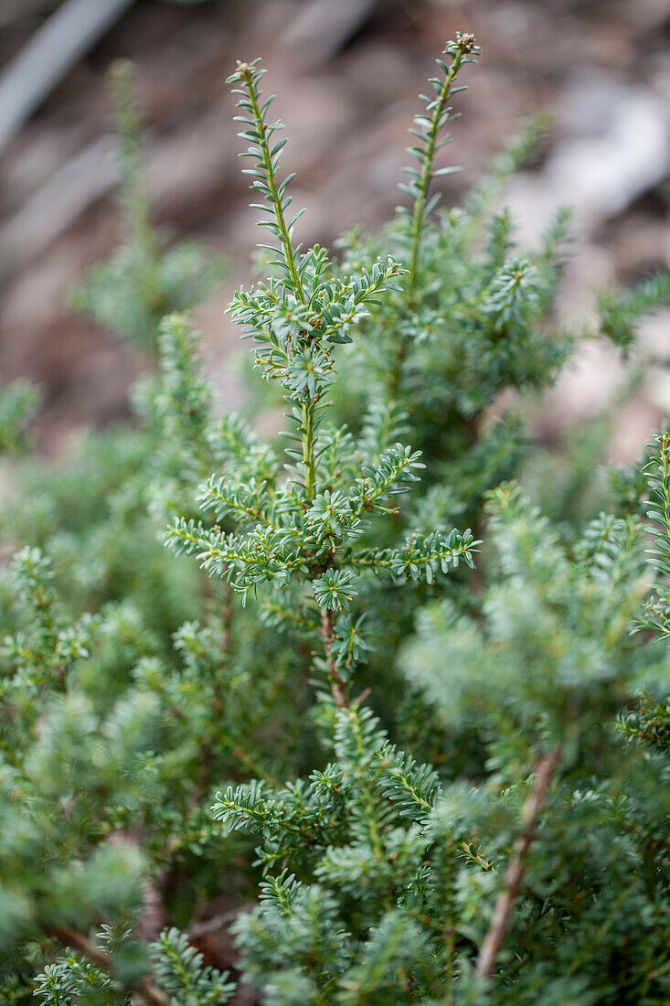 Podocarpus lawrencei