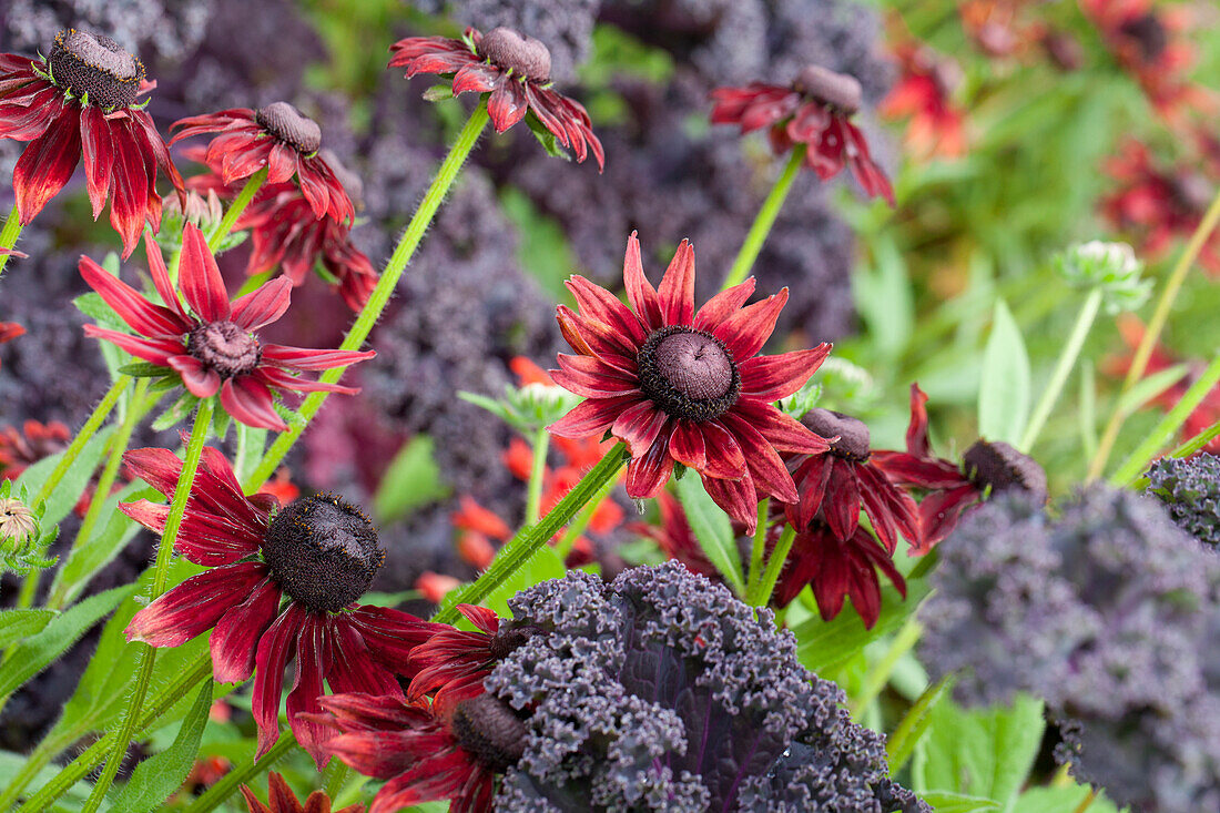 Rudbeckia hirta 'Cherry Brandy'