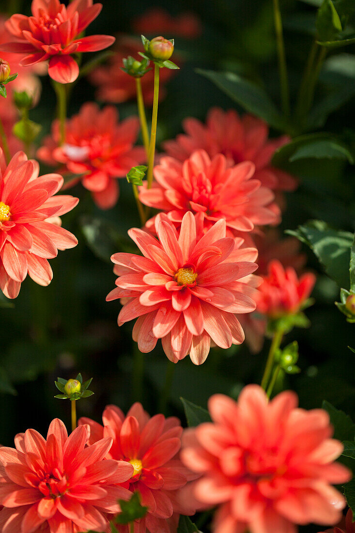 Dahlia, orange